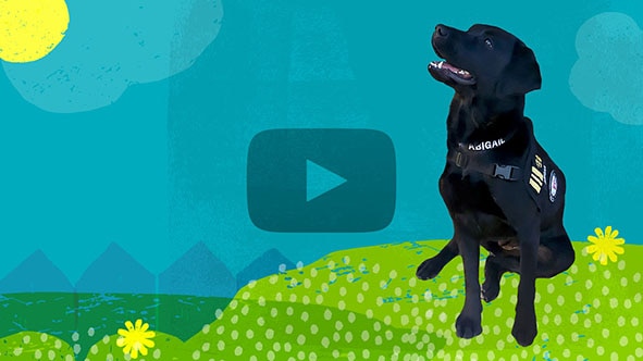 Video thumbnail featuring Abigail the black Labrador retriever sitting down and looking up. Click to open video in popup.