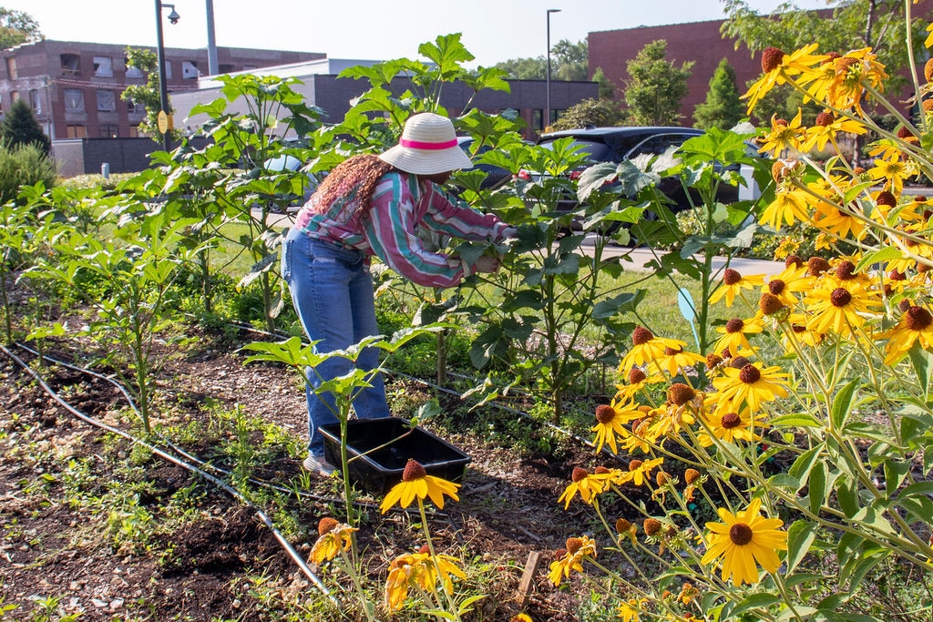 Photo by Kiara Fite of Urban Harvest STL volunteer harvesting okra at their Rung for Women farm.