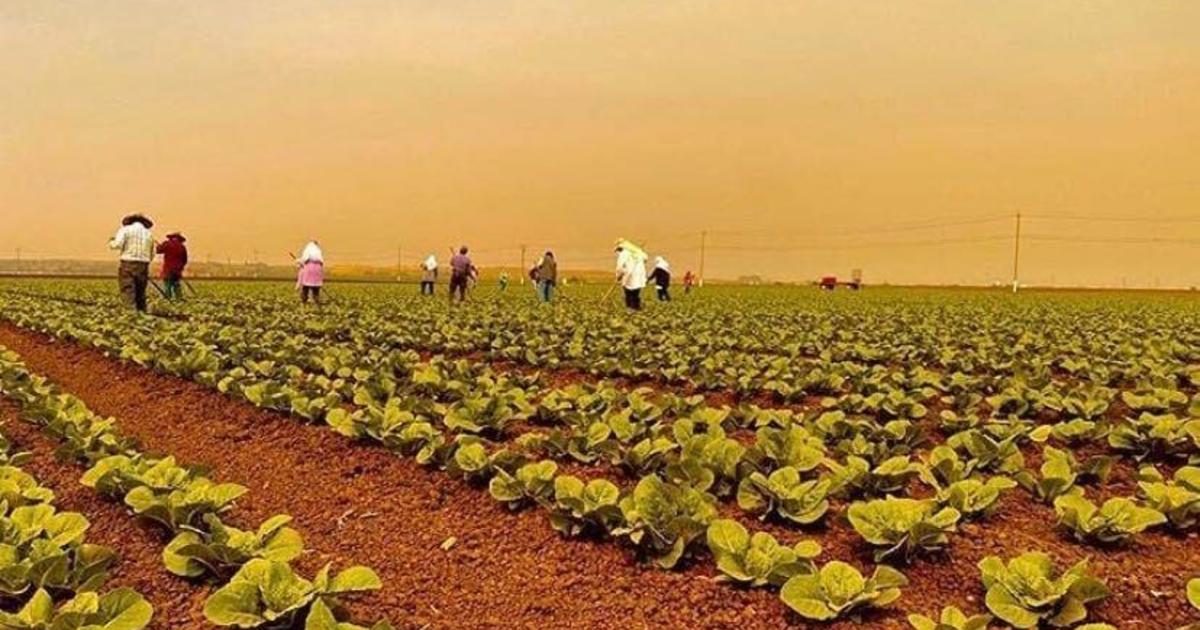 Image of farmworkers harvesting lettuce in Salinas, CA despite smoke-filled air in August 2020.