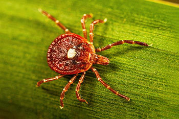 This image depicts an adult female lone star tick, Amblyomma americanum, that was crawling on a blade of grass. Source: CDC Public Health Image Library.